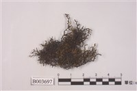 藏品(耳葉蘚屬)的圖片